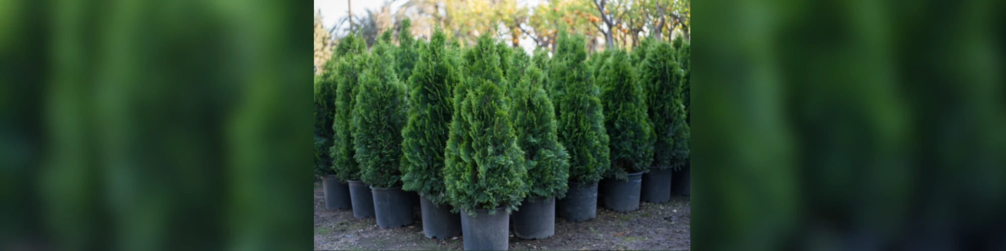 Tree Planting - Popular Evergreen Trees